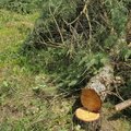 Aplinkos ministerija perspėja: kantrybė dėl kertamų medžių jau išseko