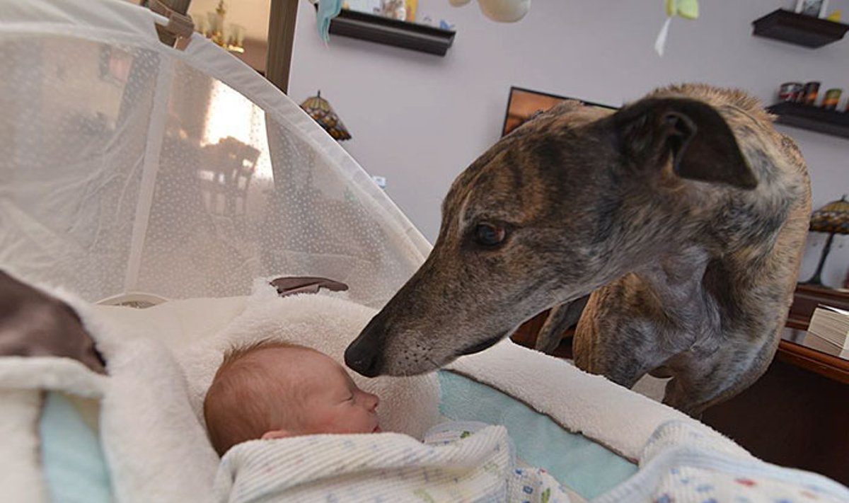 Šuo susidraugavo su kūdikiu