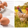 Vartotojai ir netikėtas konkurentas įspaudė kiaušinių gamintojus į kampą