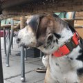 DELFI eksperimentas: kaip kavinėse elgiasi didelis dresuotas šuo?