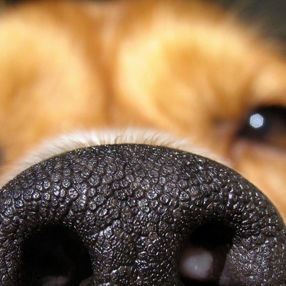 Mokslininkai nustatė, kurių veislių šunys gyvena ilgiausiai – viskas priklauso nuo nosies