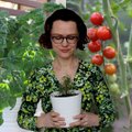 „Geltonas karutis“: dabar pats metas pasirūpinti vasaros derliumi – patarimai pradedantiesiems, pomidorų veislės ir dažniausios klaidos