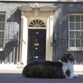 Dauningstryto katinas įtrauktas į politinę kovą dėl jo rezidencijos