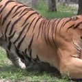 Adrenalino fanatikas: amerikietis net po sužalojimų nenustoja glėbesčiuotis su tigrais