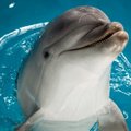 Nauja delfinariumo žvaigždė - delfinukė Arija
