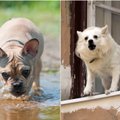 5 taisyklės, kurias turi įsidėmėti gyvūnų šeimininkai: jų nesilaikant laukia baudos ir kiti nemalonumai