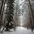 Ką naudingo ir gydančio galima rasti žiemiškame miške