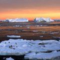 Radinys Antarktidoje perspėja apie tai, kas mūsų laukia