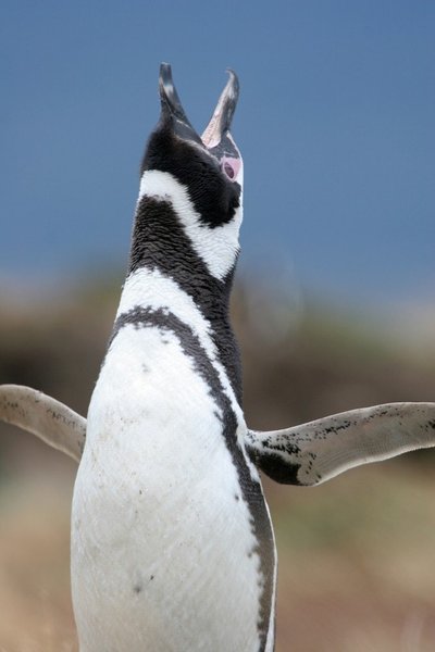 Pingvinas