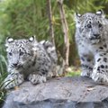 Niujorko zoologijos sode – snieginių leopardų jauniklių debiutas