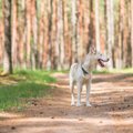 Tris šunis auginantis vilnietis: svarbiausia įsitikinti ar gyvūnas jums tinka