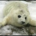 Duok bučkį: jūrų ruoniukas Rygos zoologijos sode sveikinasi su savo motina