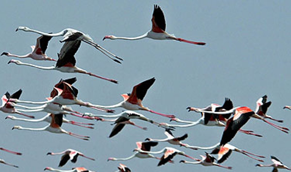 Flamingų pulkas skrenda virš Nalsarovaro paukščių rezervato Indijoje. 