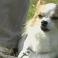 Čihuahua iš Japonijos tapo pirmuojo šios veislės policijos šunimi
