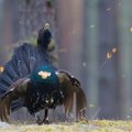 Unikalūs kadrai – ant miškininkų automobilio šoka vienas rečiausių Lietuvos paukščių