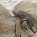 Londono zoologijos sode pingvinai išbandė prižiūrėtojų pagamintas svarstykles