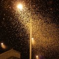 Naktinis Vilnius priminė siaubo filmus: nufilmavo vabzdžių spiečių