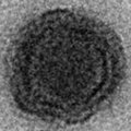 Aptiko naują virusą su mokslininkams nežinomais genais: pavadino jaravirusu