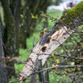 Nelaimė Trakų rajone: po vėtros ant moters užvirto medis