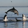 Delfinai – vieni išradingiausių pasaulio žinduolių