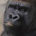 Kodėl žmonių akys turi baltymą, o kitų primatų – labai tamsios?