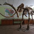 Prieš daugiau nei 65 metus Vilniuje aptiktas didžiausias Baltijos regione mamutas, miesto planuose – Mamuto parkas
