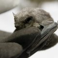 Iš „Vilniaus vartų“ išgelbėtas biure žiemojęs retas šikšnosparnis