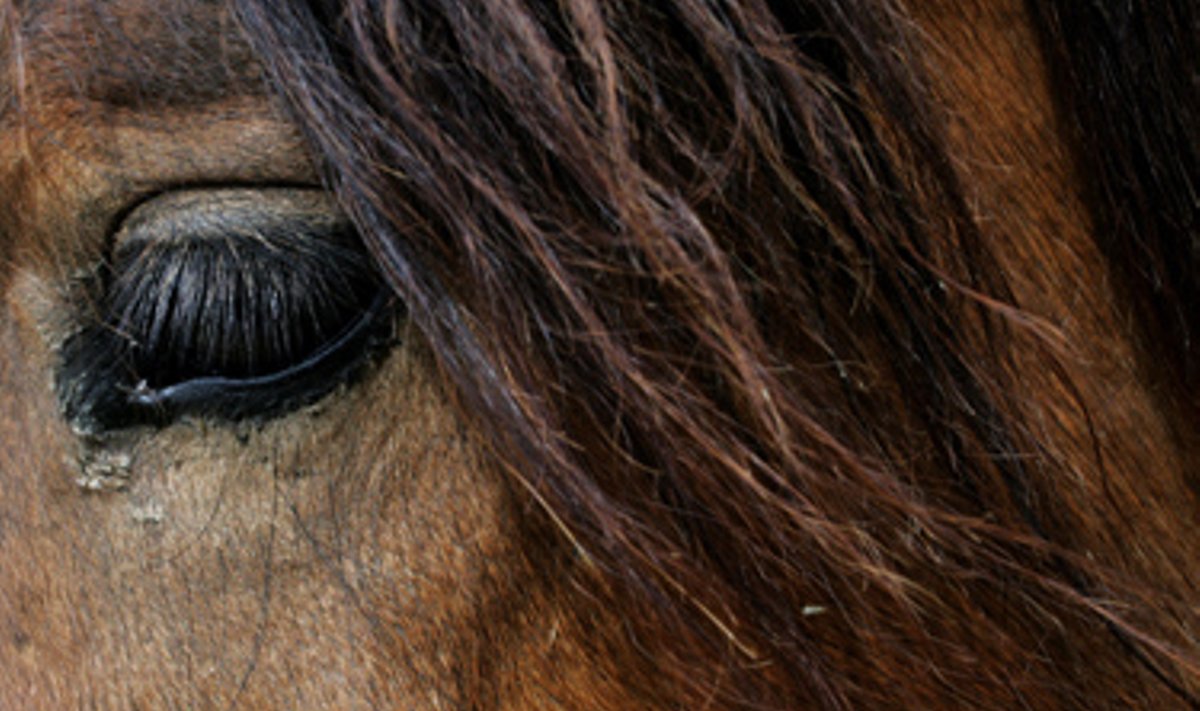 Arklio akis