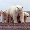 Ekspertas: ne tik Rusija gali užsimanyti Arkties