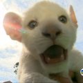 Brazilijoje gimė retos baltojo liūto rūšies jauniklis