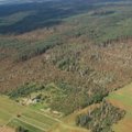 Generalinis miškų urėdas teigia, kad škvalo padariniai valstybiniuose miškuose bus sutvarkyti iki balandžio