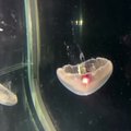 Mokslininkams pavyko sukurti bioninę medūzą