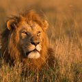 Afrikoje raganosius medžiojusį brakonierių sutrypė dramblys ir suėdė liūtai