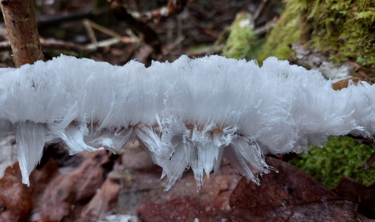 „Ledo plaukai“ Pagramančio regioninio parko nuotr.