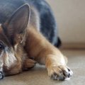 JK policijos šuo mirtinai sukandžiojo garbaus amžiaus moterį