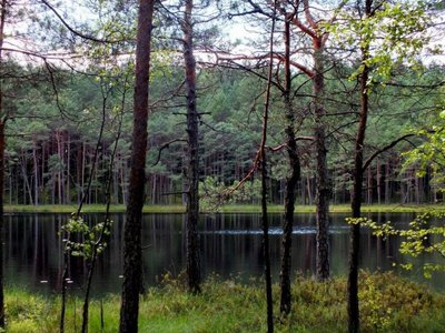 Ingos Labašauskienės nuotr. Ežeras miške, Ignalina 