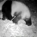 Kamera užfiksavo besigalynėjančias laukines pandas