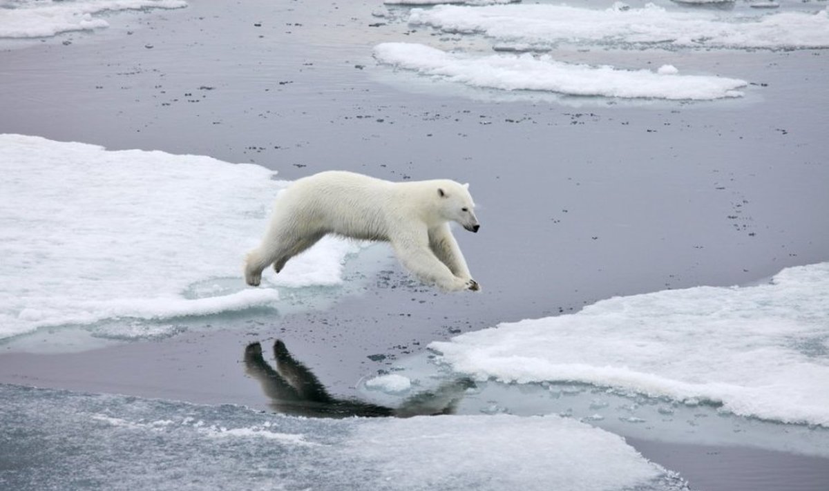 Baltieji lokiai Arkties salyne jokia retenybė