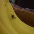 Žvilgtelėjęs į bananus išsigando: mirtį sėjantys vorai jau Lietuvoje?