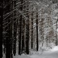 Besipiktinantys dėl miškų kirtimo tai daro per vėlai: ką iš tiesų gali visuomenė?