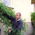Alytiškio sukurtas sodas griauna mitus: bambukai gali augti ir Lietuvoje