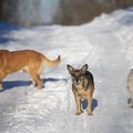 Priverstinio gyvūnų ženklinimo grimasos: gatvėse bastosi išmesti šunys