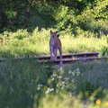 Kaip elgtis sutikus lūšį: svarbiausia – nedarykite šių klaidų