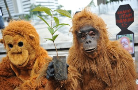 Protestuotojai Indzonezijoje siekia apsaugoti likusius orangutanus 