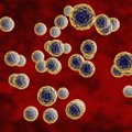 Infekcinių ligų gydytoja apie siaučiantį enterovirusą: jo galima lengvai išvengti
