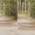 Vilniaus rajono gyventojai paviešinus nuotrauką Feisbuke, užvirė diskusija: tai kengūra ar lapė?