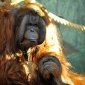 Indonezijos safario parke gimė retas Borneo orangutangas