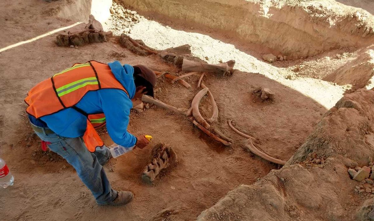 Meksike per darbus oro uoste rasti dešimčių mamutų kaulai