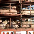 Lietuvoje dėl kiaulių maro įvedama ekstremali situacija