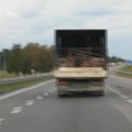 Pakraupo pamatęs, kaip Lietuvoje gabenamos kiaulės